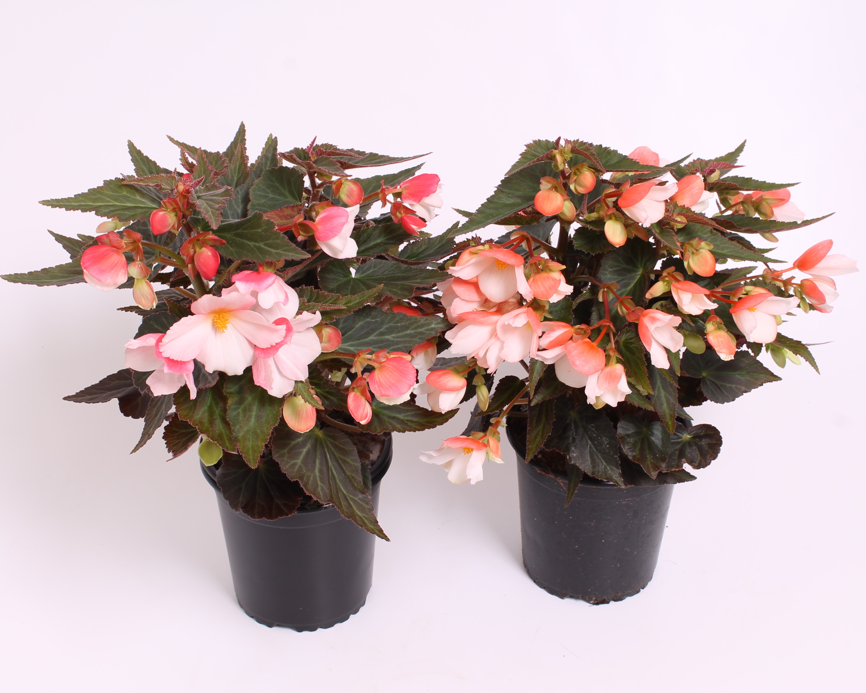 Reefs Begonia® Tweekleurig