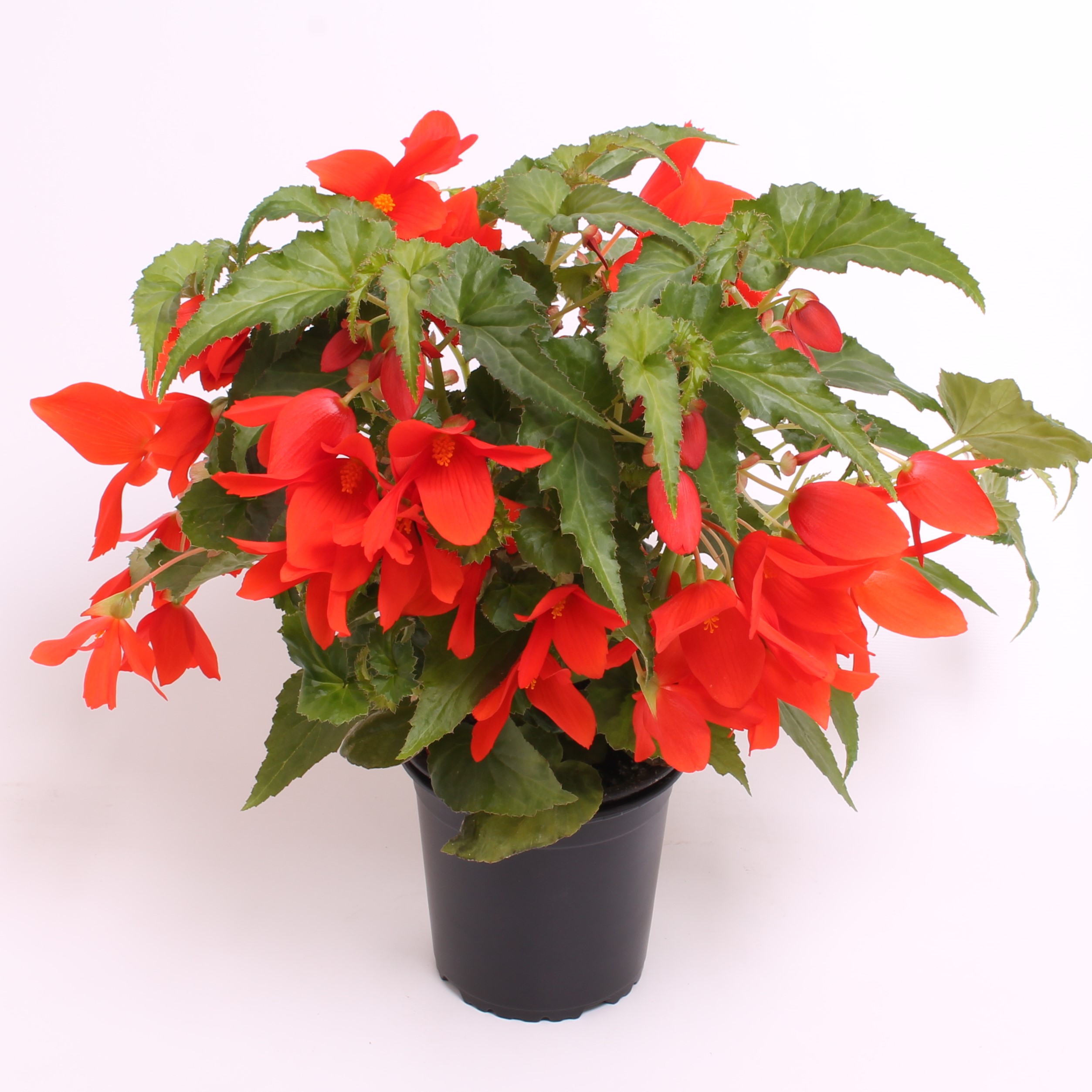 Reefs Begonia® Donker oranje