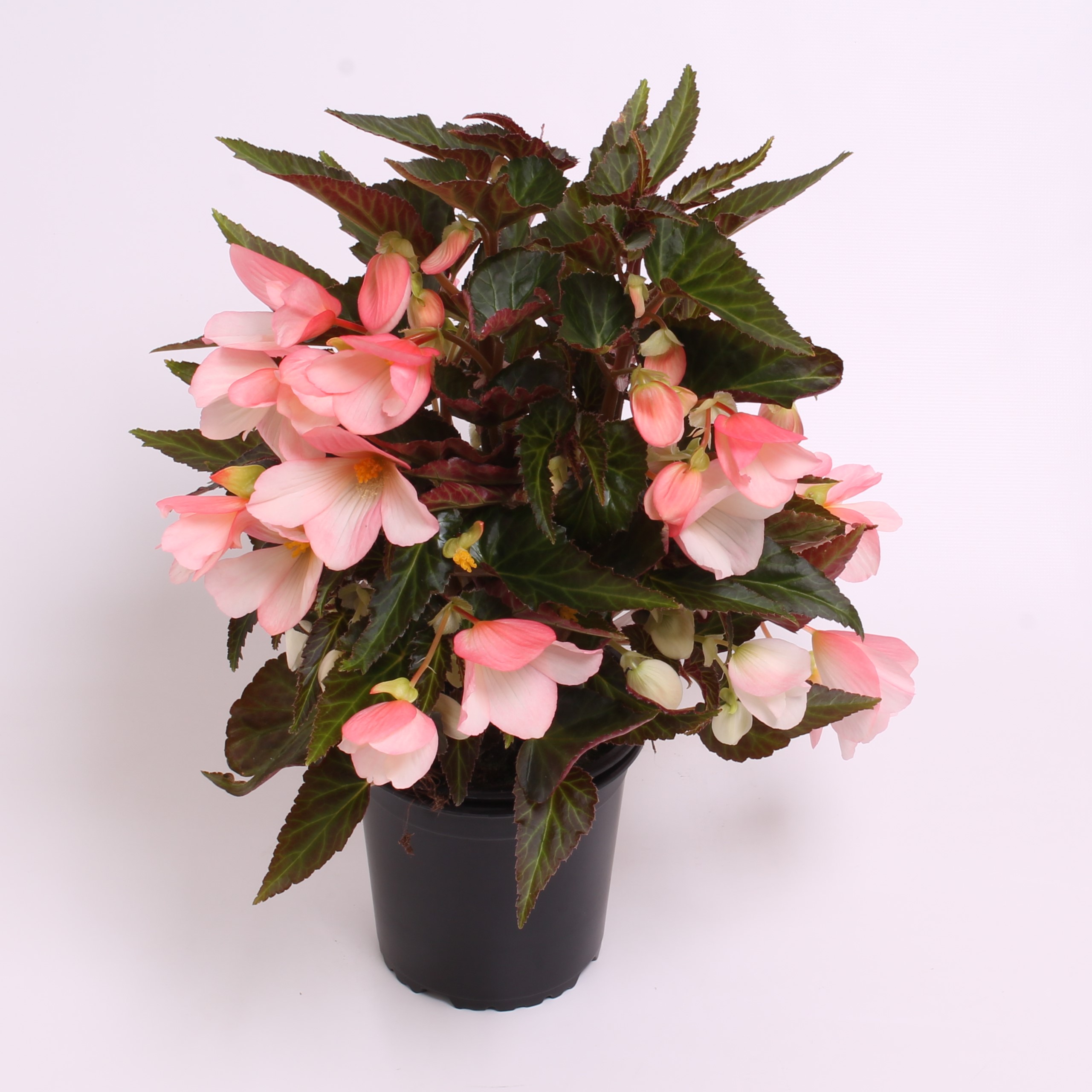 Reefs Begonia® Licht roze