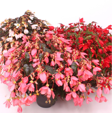 Reefs Begonia® Mix klassiek