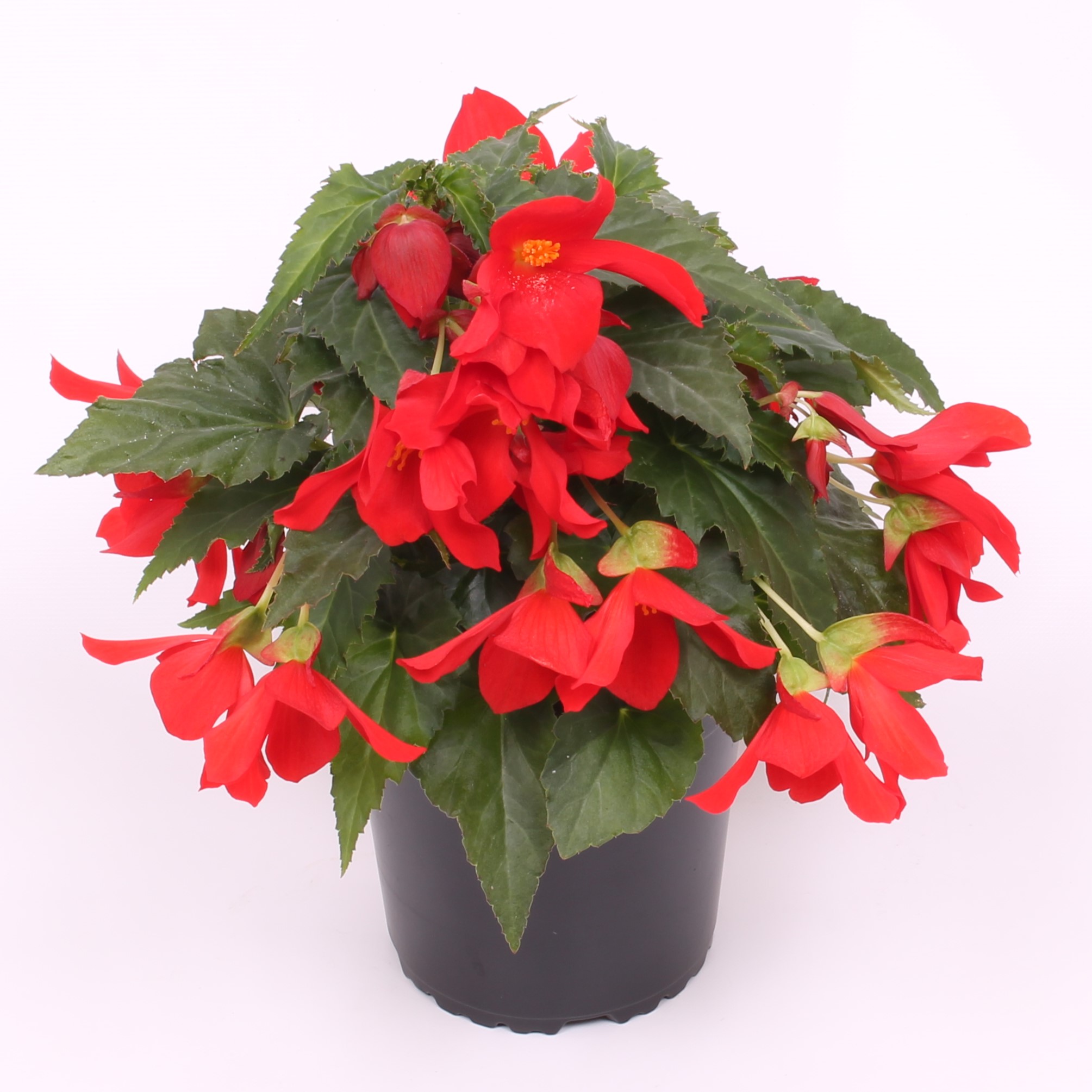 Reefs Begonia® Rood