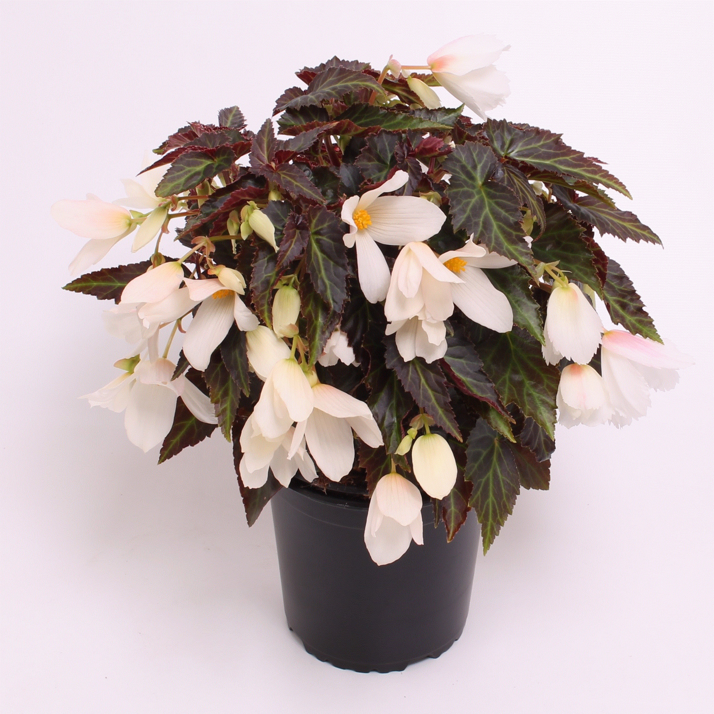 Reefs Begonia® Witte tinten