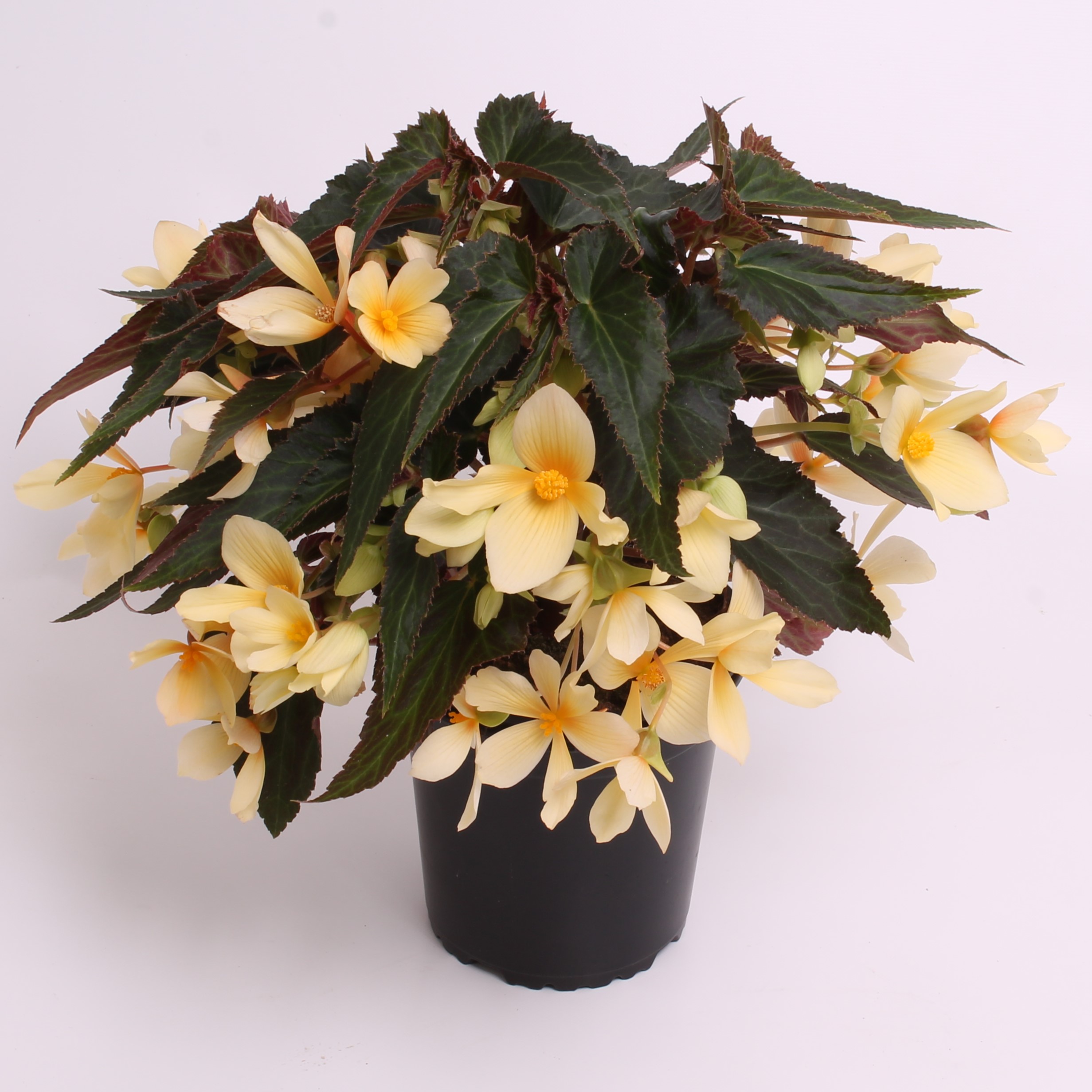Reefs Begonia® Geel