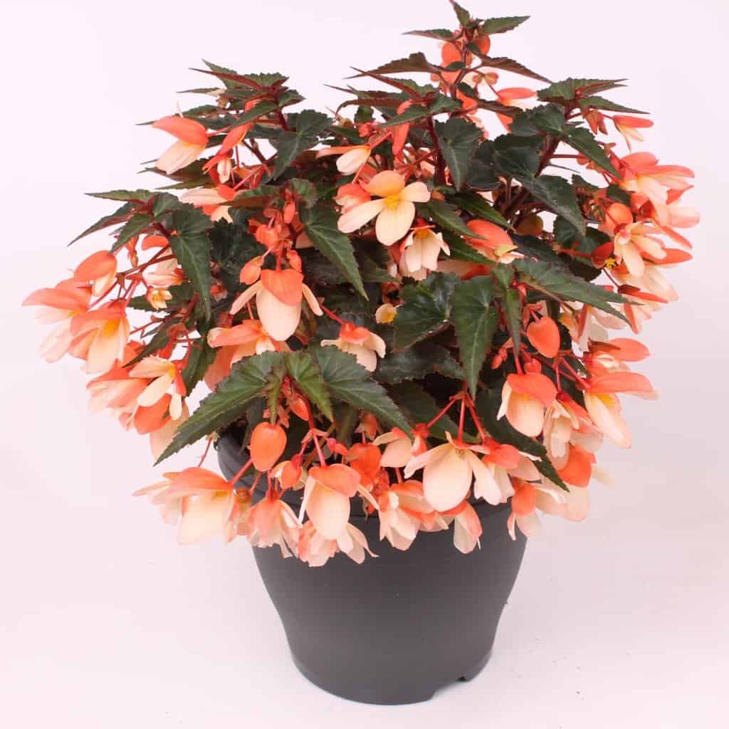 Bicolor orange yellow